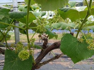 금강산푸른농원(운악님의 포도 · 영농일지 작성글 사진