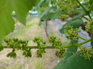 금강산푸른농원(운악님의 포도 · 영농일지 작성글 사진
