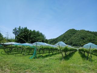 금강산푸른농원(운악님의 포도 · 영농일지 작성글 사진