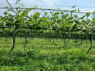 금강산푸른농원(운악님의 포도 · 영농일지 작성글 사진