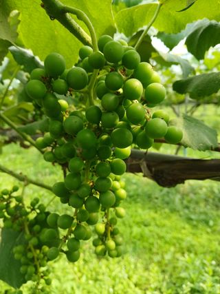 금강산푸른농원(운악님의 포도 · 영농일지 작성글 사진