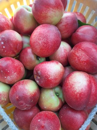 욕심내지말자님의 복숭아 · 자유게시판 작성글 사진