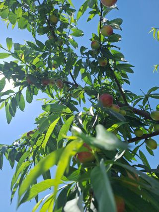 욕심내지말자님의 복숭아 · 자유게시판 작성글 사진