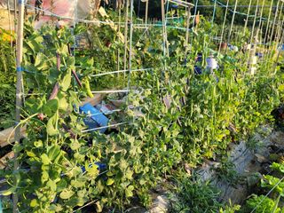 jun님의 콩 · 영농일지 작성글 사진