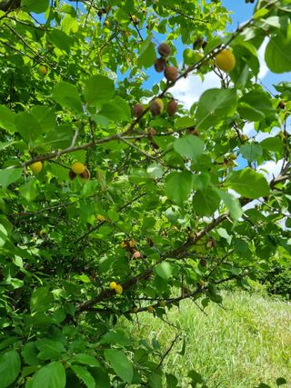어마 27316님의 매실 · 병해충상담 작성글 사진