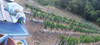 이형모님의 고추 · 병해충상담 작성글 사진