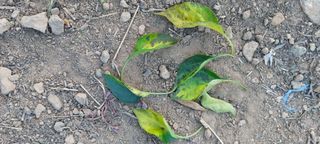 이형모님의 고추 · 병해충상담 작성글 사진