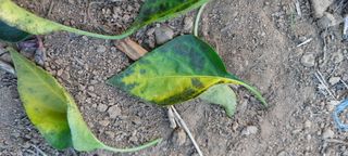 이형모님의 고추 · 병해충상담 작성글 사진