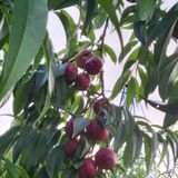 팜모닝 복숭아·영농일지 게시글 이미지