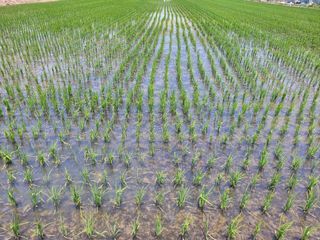 이출호님의 벼 · 영농일지 작성글 사진