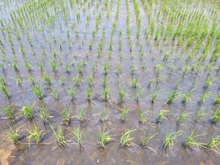 이출호님의 벼 · 영농일지 작성글 사진