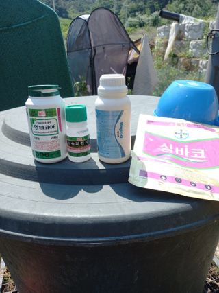 서선옥님의 감 · 영농일지 작성글 사진