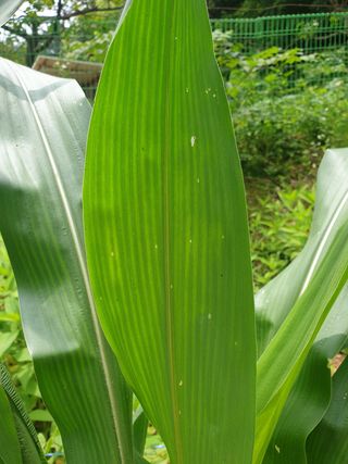 윤무섭님의 옥수수 · 병해충상담 작성글 사진