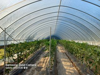 김영자님의 고추 · 영농일지 작성글 사진