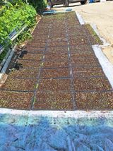 팜모닝 들깨·영농일지 게시글 이미지