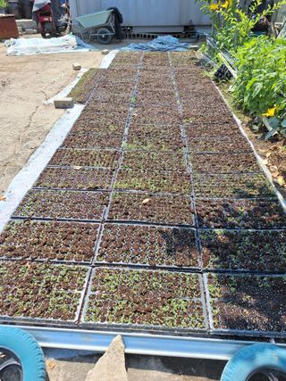 블루베리17660님의 들깨 · 영농일지 작성글 사진