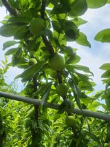 팜모닝 자유주제·자유게시판 게시글 이미지