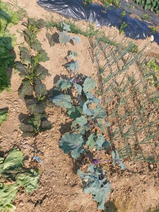 김진원님의 농사, 무엇이든 물어보세요! · 참여글 작성글 사진