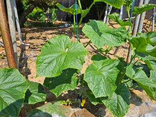 김조영님의 오이 · 영농일지 작성글 사진