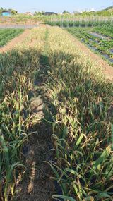 팜모닝 마늘·영농일지 게시글 이미지