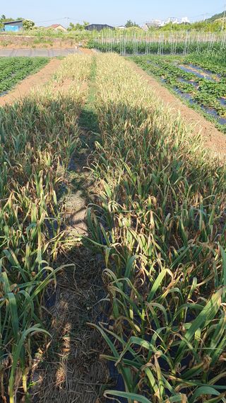 최천진님의 마늘 · 영농일지 작성글 사진