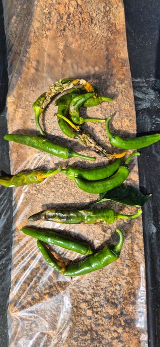 힐링농장님의 고추 · 병해충상담 작성글 사진