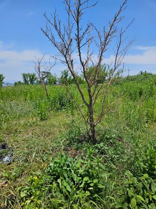 고흥유자님의 기타작물 · 영농일지 작성글 사진