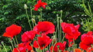 시골할머니농부박순열님의 🎤어떤 노래 좋아하세요? · 참여글 작성글 사진