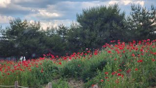 시골할머니농부박순열님의 🎤어떤 노래 좋아하세요? · 참여글 작성글 사진