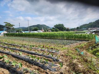 이근배님의 옥수수 · 영농일지 작성글 사진