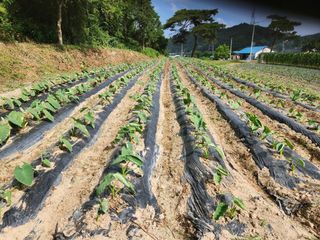 이근배님의 옥수수 · 영농일지 작성글 사진