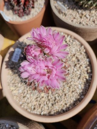 이연옥님의 기타작물 · 영농일지 작성글 사진