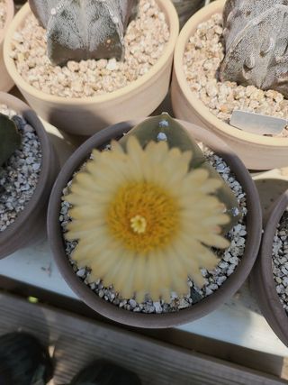 이연옥님의 기타작물 · 영농일지 작성글 사진