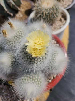 이연옥님의 기타작물 · 영농일지 작성글 사진