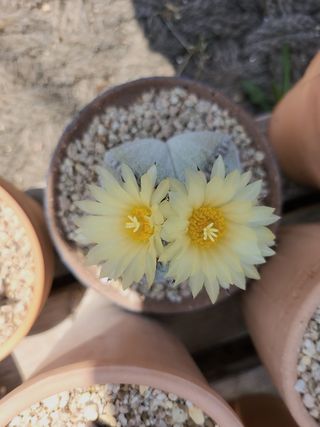 이연옥님의 기타작물 · 영농일지 작성글 사진