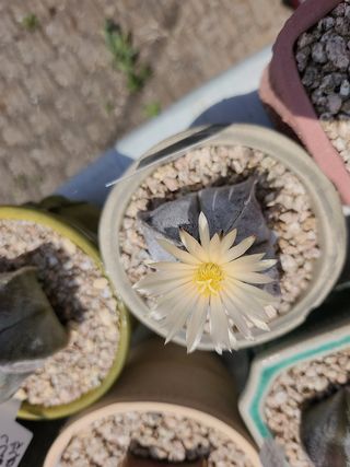 이연옥님의 기타작물 · 영농일지 작성글 사진