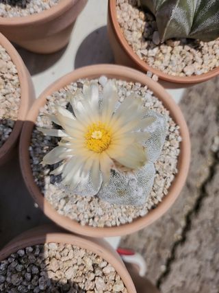 이연옥님의 기타작물 · 영농일지 작성글 사진