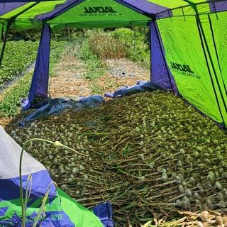 cwoo님의 마늘 · 영농일지 작성글 사진