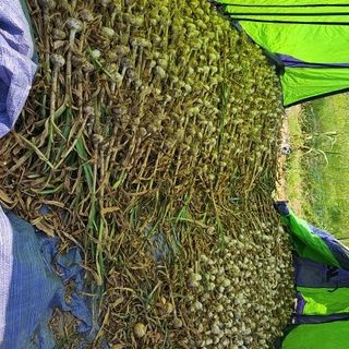 cwoo님의 마늘 · 영농일지 작성글 사진