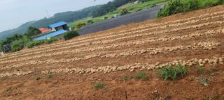 손정화 님의 양파 · 영농일지 작성글 사진