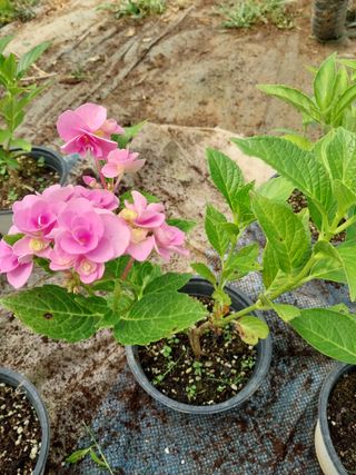 팜모닝회원 최창락 님의 🎤어떤 노래 좋아하세요? · 참여글 작성글 사진