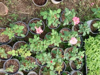 팜모닝회원 최창락 님의 🎤어떤 노래 좋아하세요? · 참여글 작성글 사진