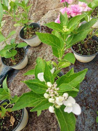 팜모닝회원 최창락 님의 🎤어떤 노래 좋아하세요? · 참여글 작성글 사진