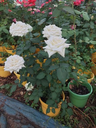 팜모닝회원 최창락 님의 🎤어떤 노래 좋아하세요? · 참여글 작성글 사진