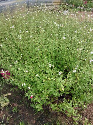 팜모닝회원 최창락 님의 🎤어떤 노래 좋아하세요? · 참여글 작성글 사진