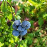 팜모닝 블루베리·영농일지 게시글 이미지