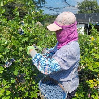 라온농장블루베리님의 블루베리 · 영농일지 작성글 사진