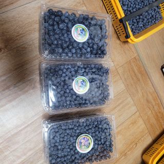 라온농장블루베리님의 블루베리 · 영농일지 작성글 사진