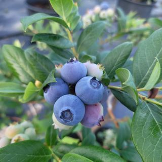 라온농장블루베리님의 블루베리 · 영농일지 작성글 사진