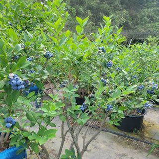 라온농장블루베리님의 블루베리 · 영농일지 작성글 사진